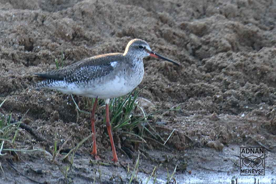 Spotted Redshank